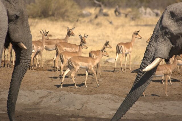  Savute Channel - Wildlife & Activities