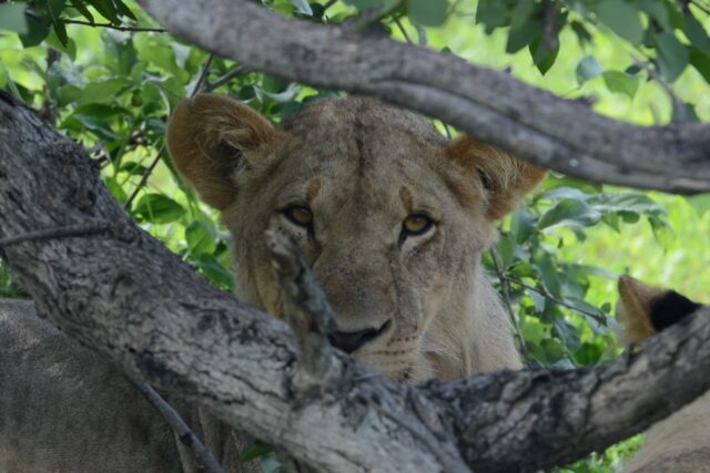  Savute Channel - Wildlife & Activities