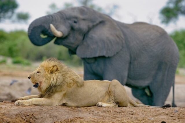 Savuti Camp - Wildlife & Activities