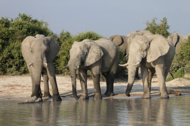 Savute Channel - Wildlife & Activities