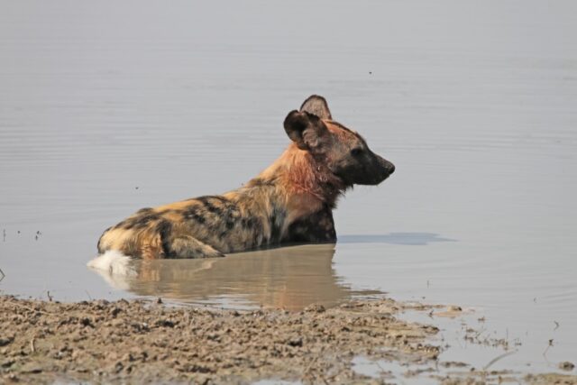  Savute Channel - Wildlife & Activities