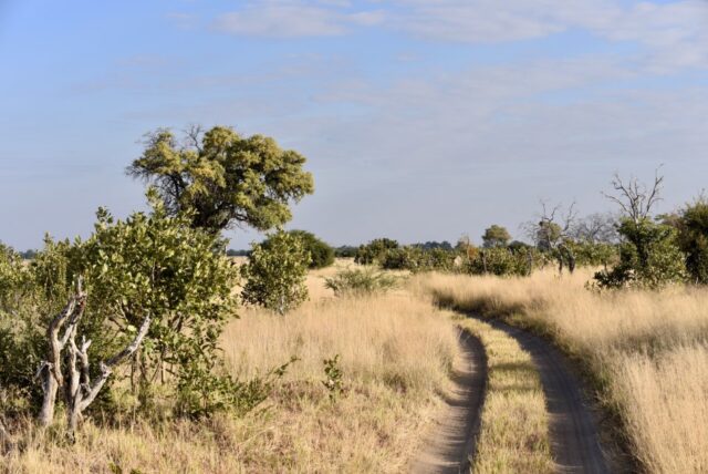  Savute Channel - Wildlife & Activities