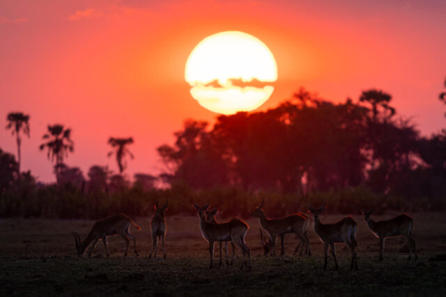 Abu Camp - Wildlife, Activities & Sightings