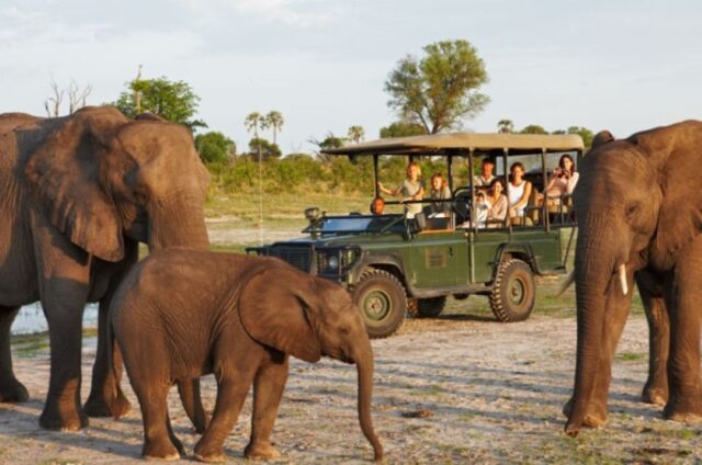 Abu Camp - Wildlife, Activities & Sightings