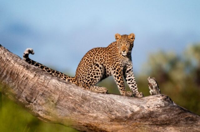 Abu Camp - Wildlife, Activities & Sightings