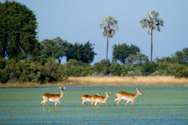 Activities & Wildlife Sightings at Jacana Camp