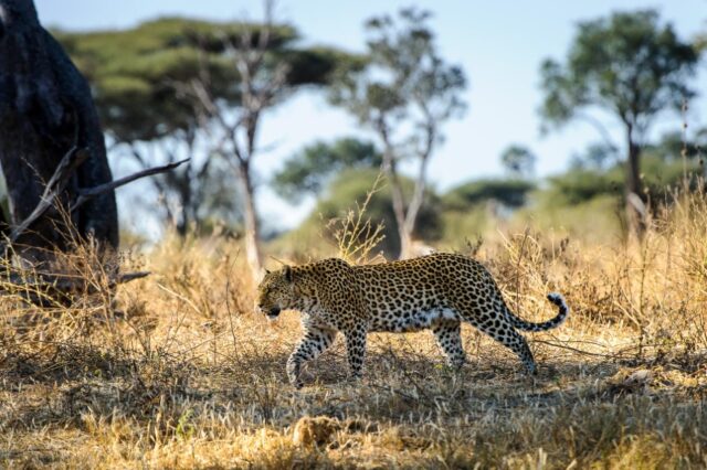 Little Mombo - Okavango’s premier wildlife viewing area