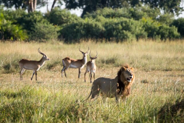 Little Mombo - Okavango’s premier wildlife viewing area