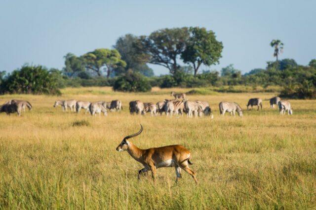 Little Mombo - Okavango’s premier wildlife viewing area