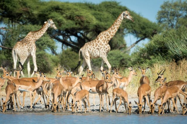 Little Mombo - Okavango’s premier wildlife viewing area