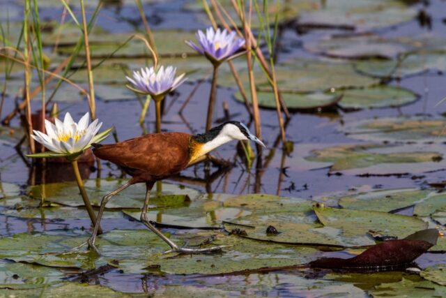 Little Tubu Wildlife Sightings