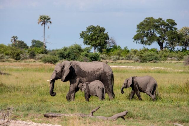 Little Tubu Wildlife Sightings