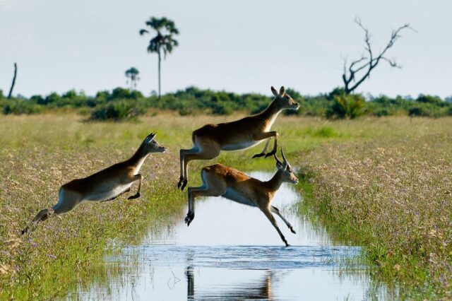 Little Tubu Wildlife Sightings