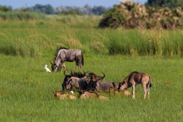 Little Tubu Wildlife Sightings