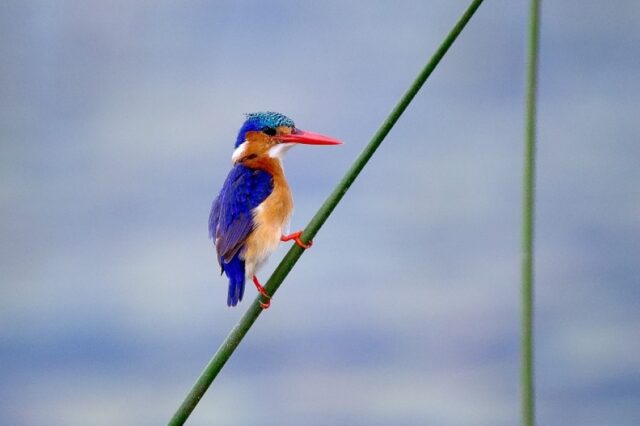 Wildlife, Activities & Sightings - Pelo Camp