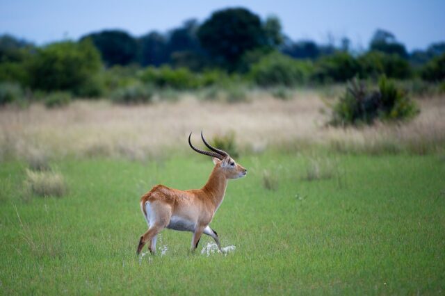 Wildlife, Activities & Sightings - Pelo Camp
