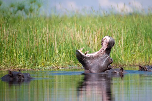 Wildlife, Activities & Sightings - Pelo Camp