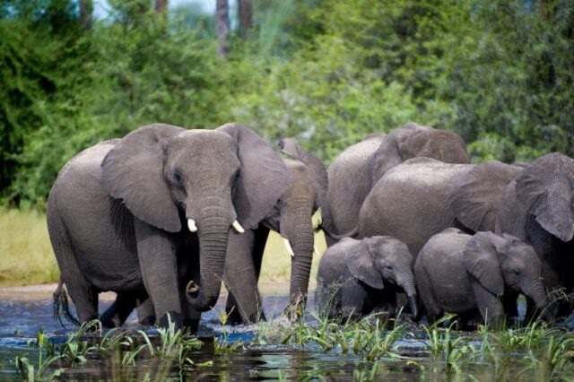 Wildlife, Activities & Sightings - Pelo Camp
