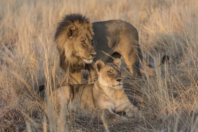 Savuti Camp - Wildlife & Activities