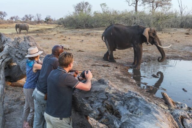 Savuti Camp - Wildlife & Activities