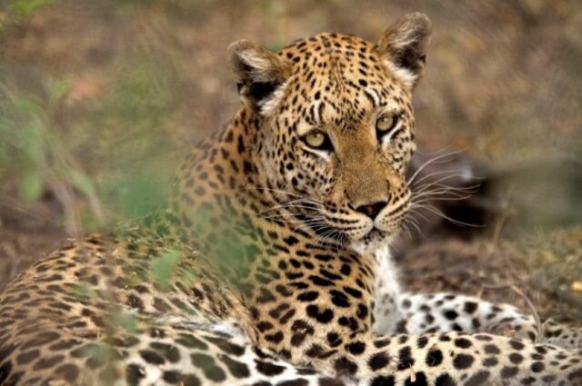 Savuti Camp - Wildlife & Activities