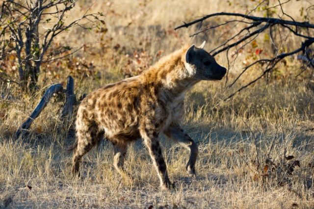 Savuti Camp - Wildlife & Activities