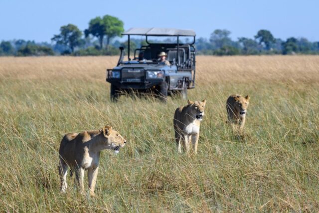 Seba Camp Sightseeing, Wildlife & Activities