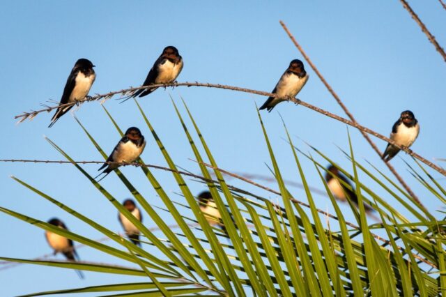 Kwetsani Camp - Okavango Delta - Wildlife & Activities