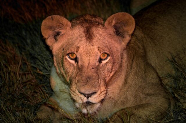 Kwetsani Camp - Okavango Delta - Wildlife & Activities