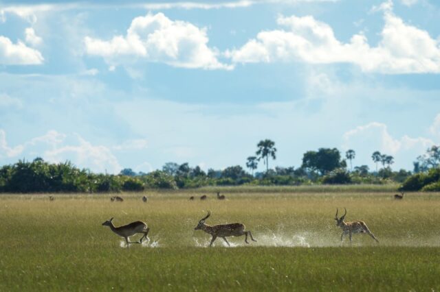 Kwetsani Camp - Okavango Delta - Wildlife & Activities