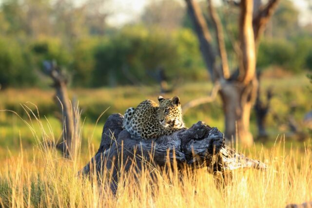 Khwai Bush Camp Game Drive