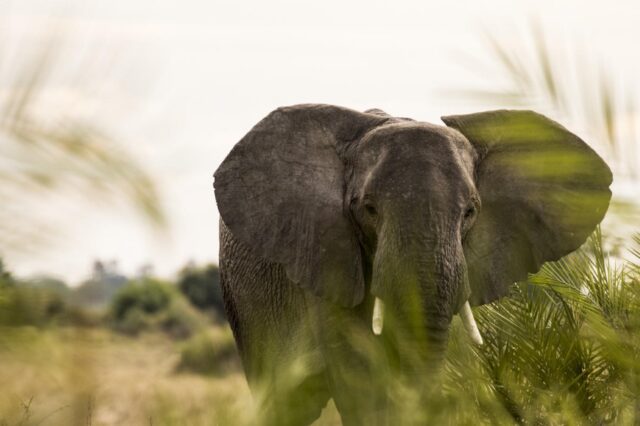 Little Mombo - Okavango’s premier wildlife viewing area