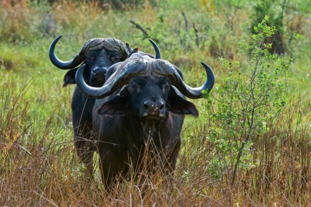 Xigera Safari Lodge animal sightings