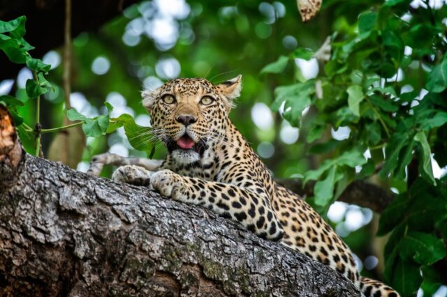Xigera Safari Lodge animal sightings