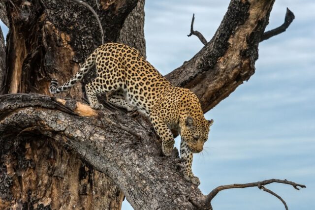 Xigera Safari Lodge animal sightings