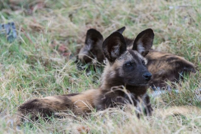 Xigera Safari Lodge animal sightings
