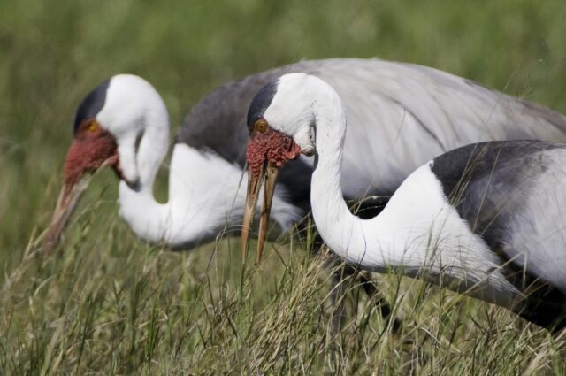 Little Tubu Wildlife Sightings