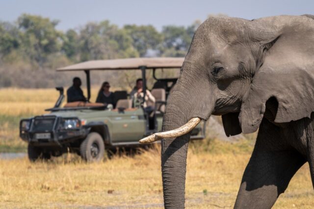 Savuti Camp - Wildlife & Activities