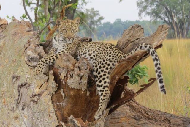 Young Leopard - Okavango Delta