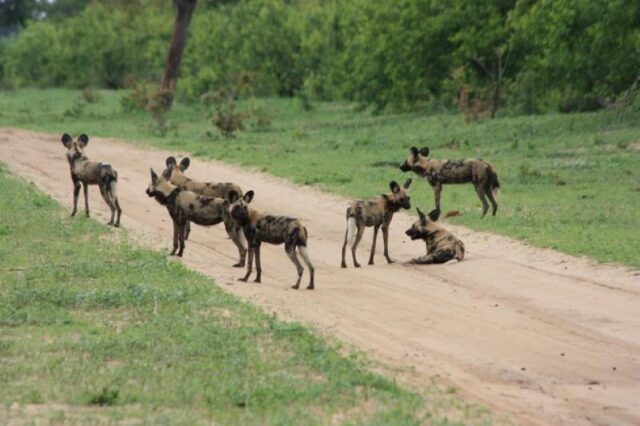 Wild Dogs - Game Drive