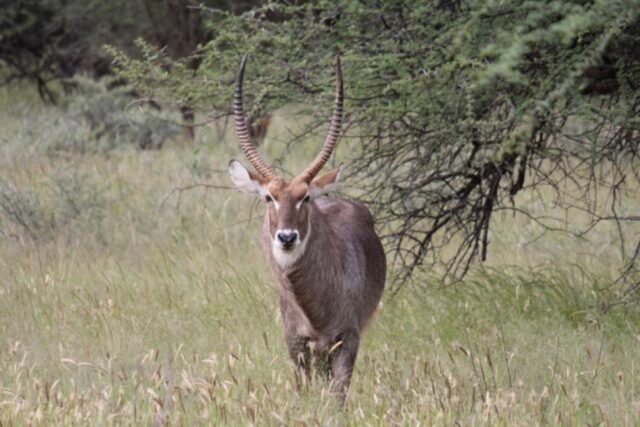 Mount Etjo Safari Lodge - Wildlife & Activties