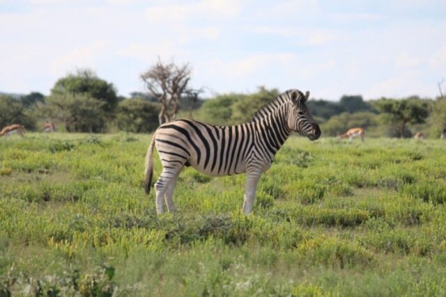 Mount Etjo Safari Lodge - Wildlife & Activties