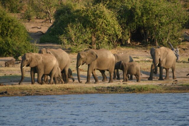 Animals / Wildlife - Okavango Delta