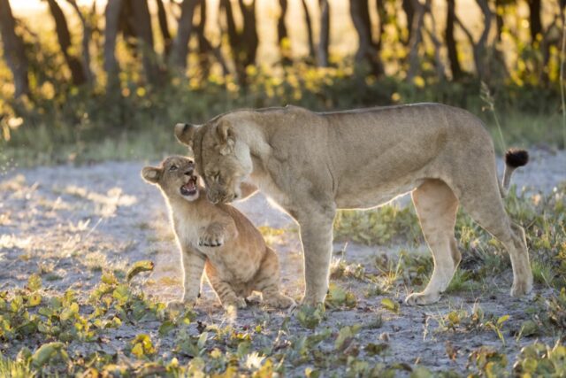 Zambia Liuwa Plain National Park