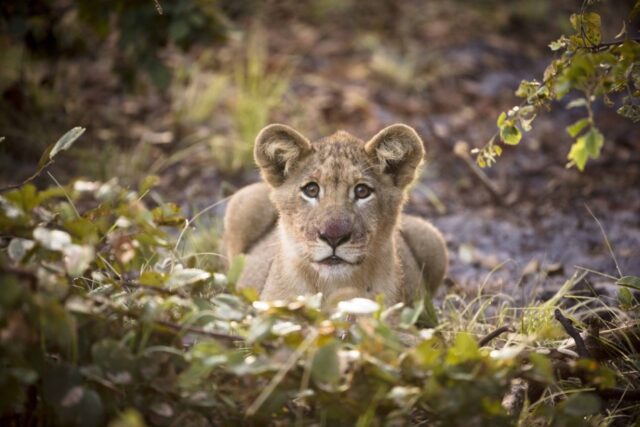 Zambia Liuwa Plain National Park