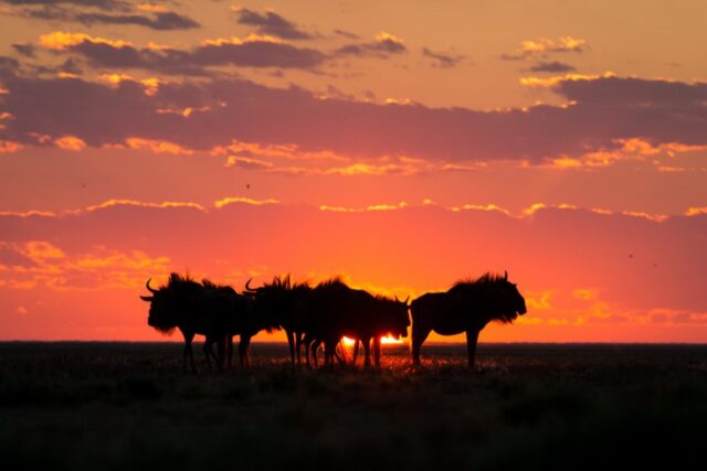 Zambia Liuwa Plain National Park