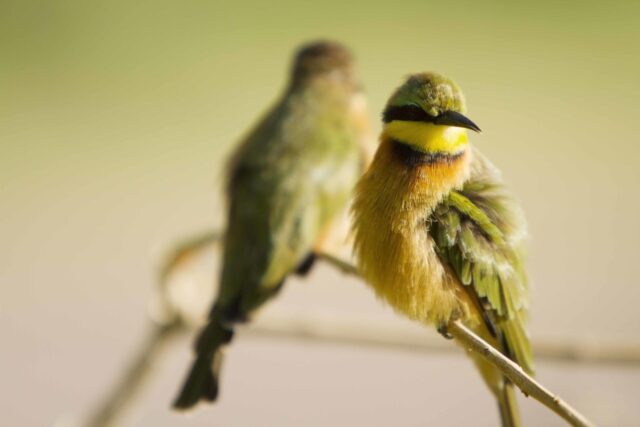 Birding - Okavango Delta