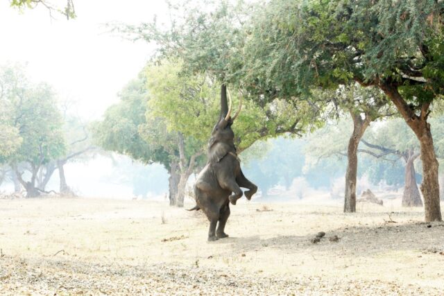 African Bush Camps Zambezi Expeditions Activities & Wildlife