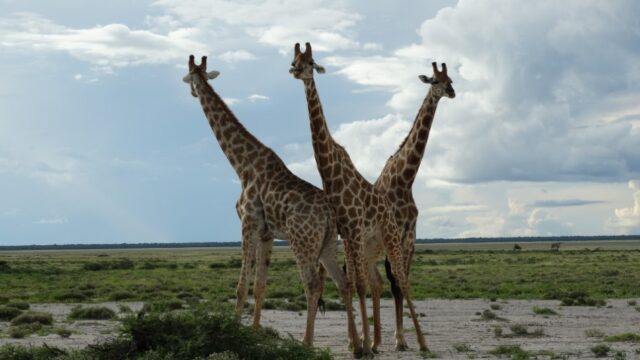 Wildlife at Etosha National Park