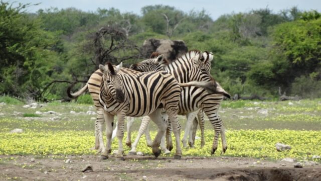 Wildlife at Etosha National Park